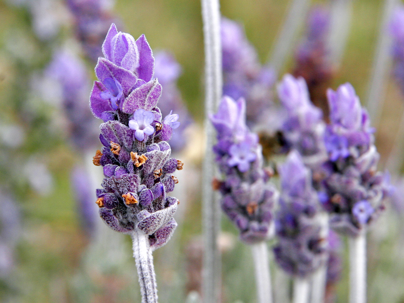 Lavender Lavandula officinalis