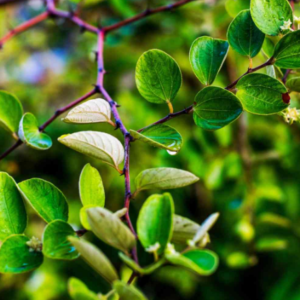 Bidara (Ziziphus mauritiana L.)