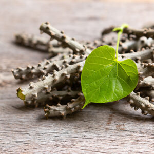Brotowali (Tinospora caulis)