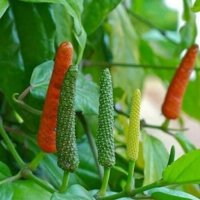 Cabe Jamu (Piper retrofractum)