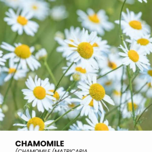 Chamomile (Matricaria recutita)
