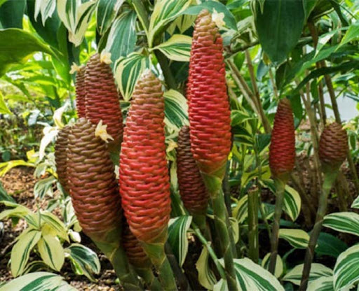 Lempuyang (Zingiber zerumbet)