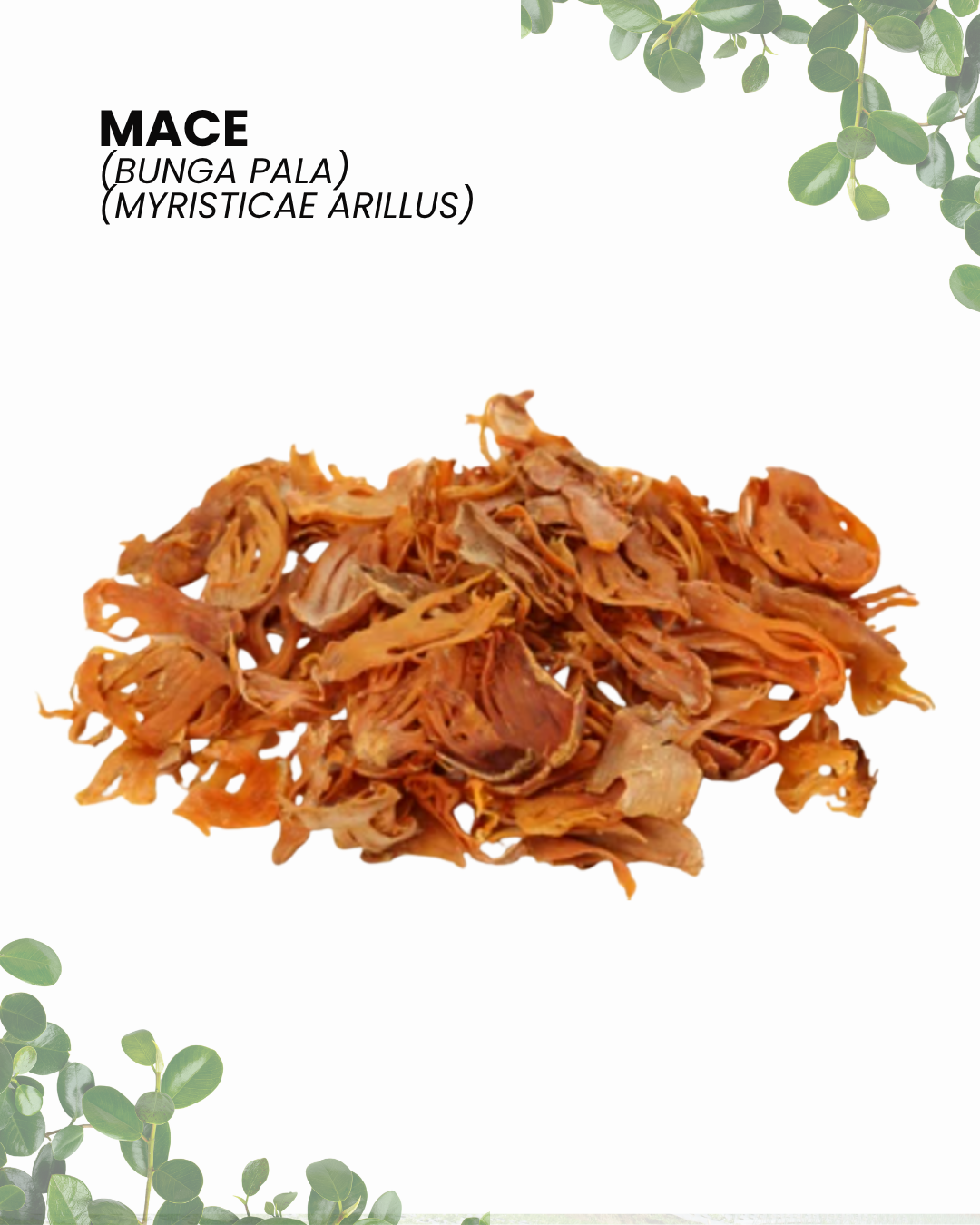 Mace (bunga pala) Myristicae arillus