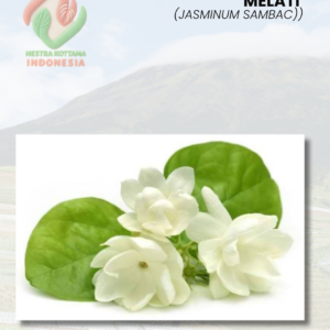 Melati (Jasminum sambac)