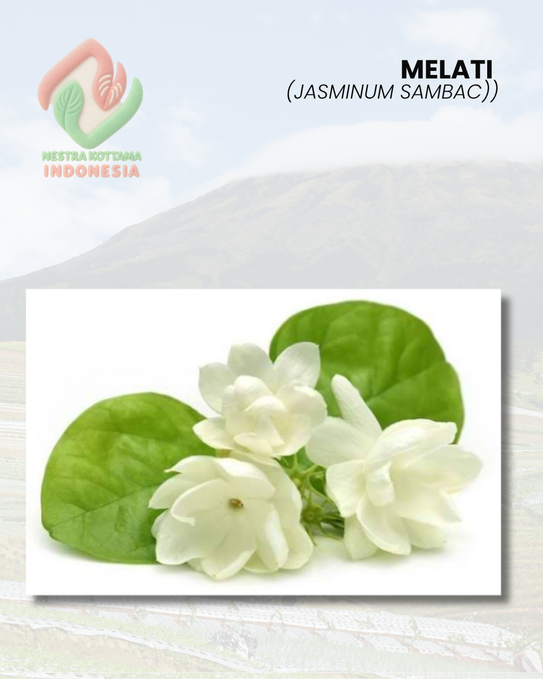 Melati (Jasminum sambac)