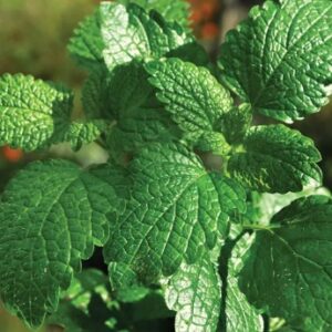 Mint (Mentha piperita L.)