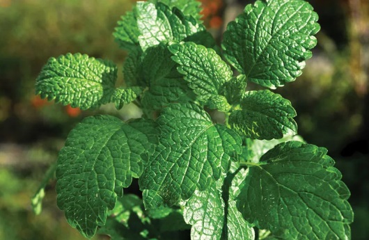 Mint (Mentha piperita L.)