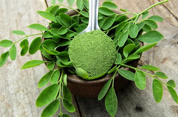 Moringa (Moringa oleifera)