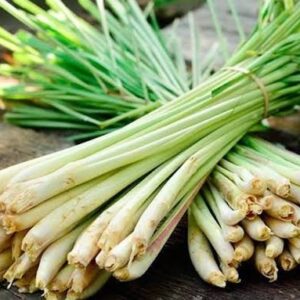 Sereh (Cymbopogon citratus)