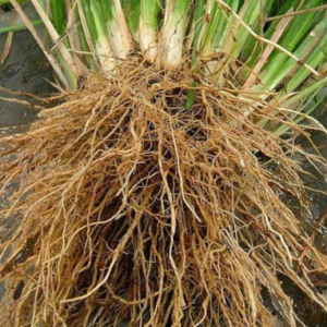 Akar Wangi (Chrysophogon Zizaionide)