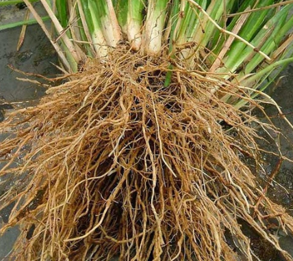 Akar Wangi (Chrysophogon Zizaionide)