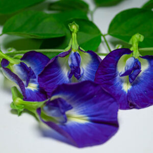 Bunga Telang (Clitoria ternatea)