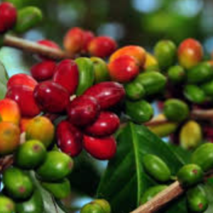 Kopi (Green Coffee) Coffea arabica L.