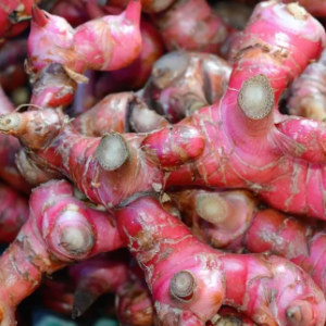 Jahe Merah (Zingiberis Rhizoma)