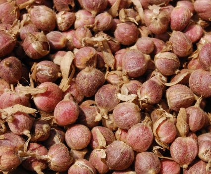 Kapulaga (Amomum fructus)