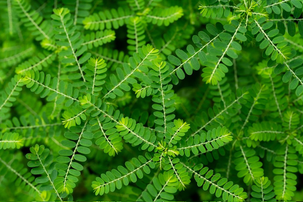 Meniran (Phyllanthus niruri)