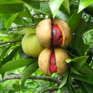 Pala (Myristica fragrans)