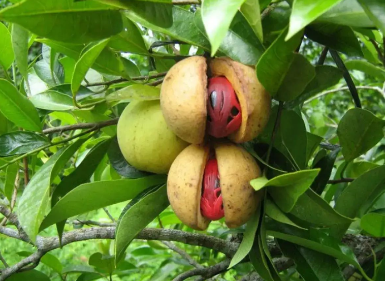 Pala (Myristica fragrans)