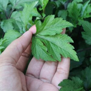 Purwaceng (Pimpinella pruatjan)