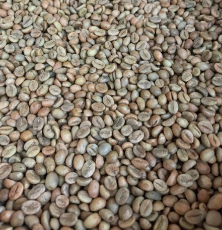 Robusta Green Coffee Beans