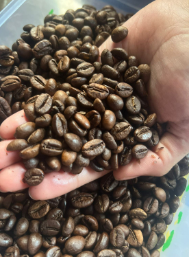 Robusta Roasted Beans
